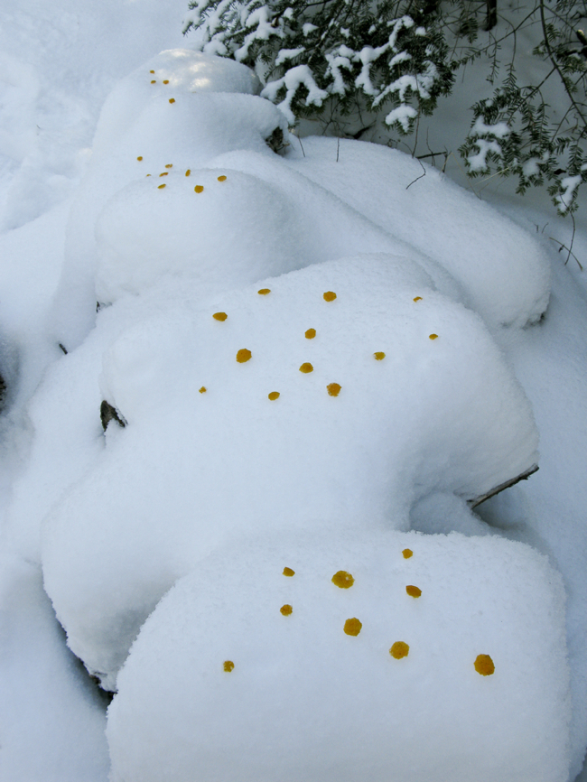 Yellow colour drops on snowbanks